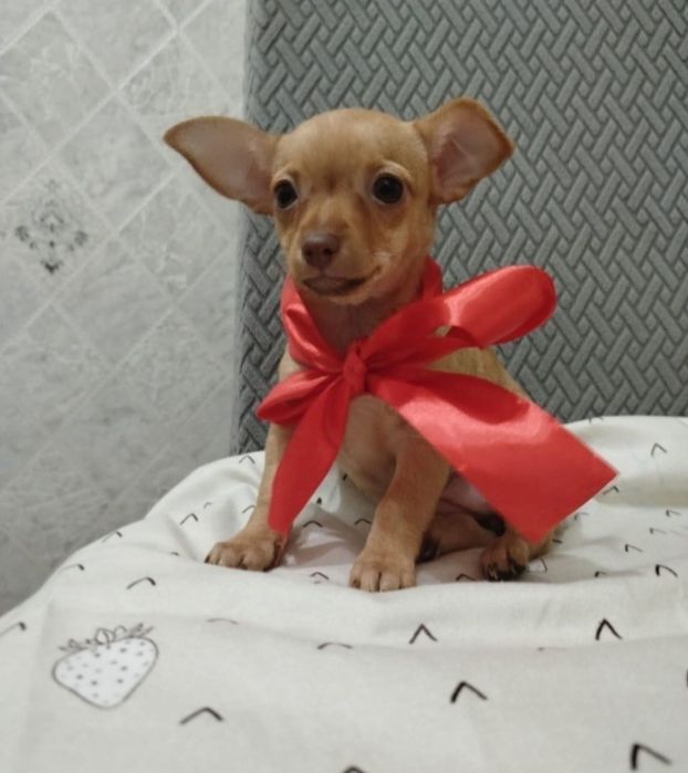 Продам мини тойтерьера щенка