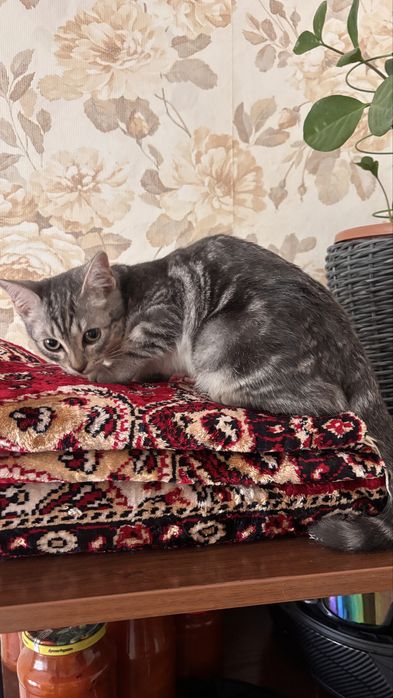 отдам котика в хорошие руки