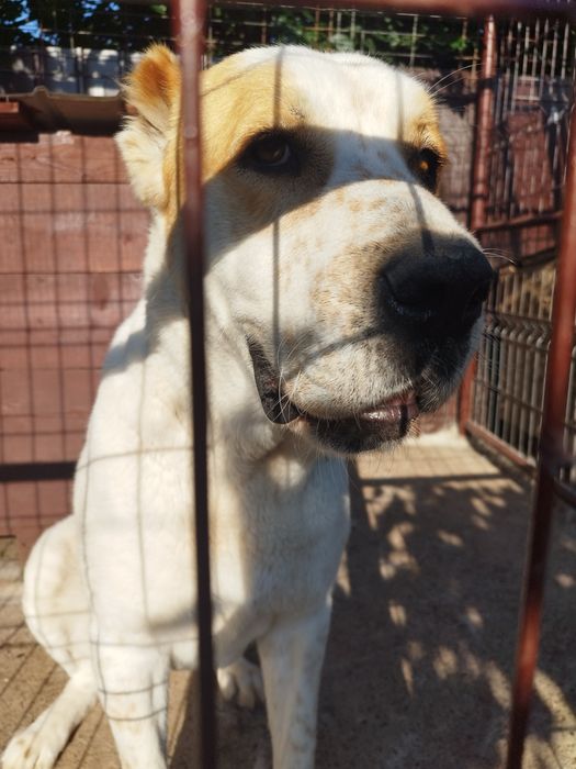 Dresaj canin și pui