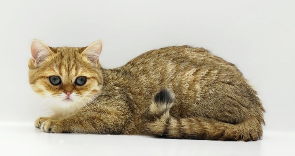 Кошечки и котик британские  .  .