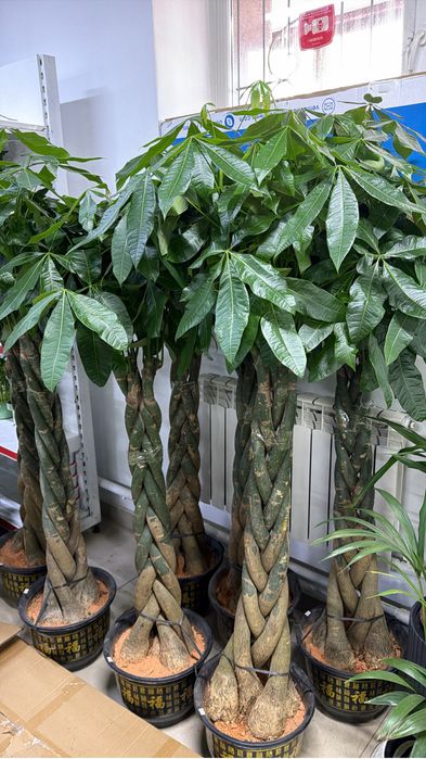 Крупные растения на подарок