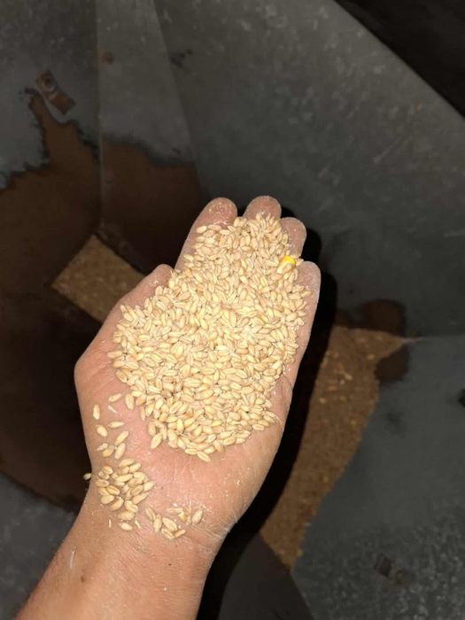 Porumb  1,2lei/kg vărsat
                 1,3lei/kg însăcuit
Saci de 2