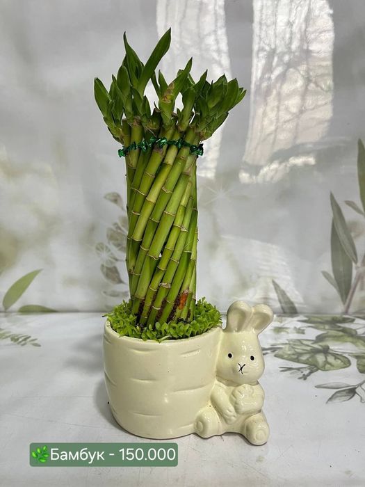 Бамбук, Хамедорея и др