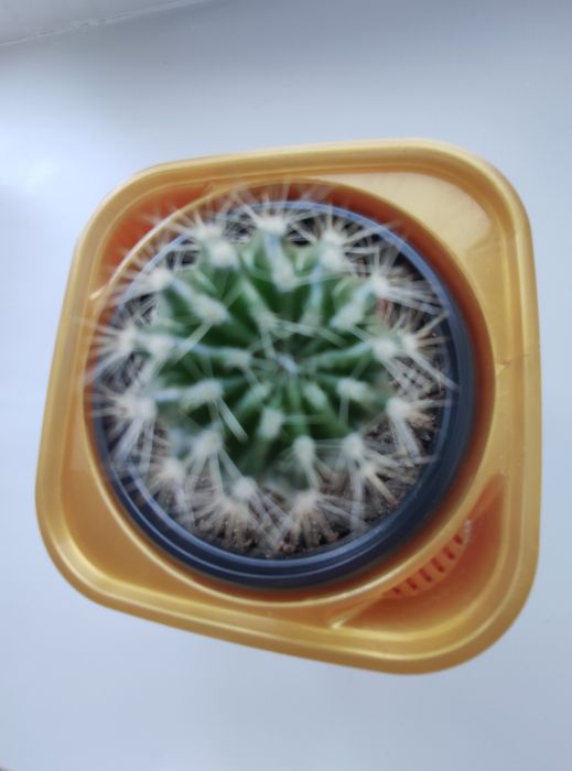 Кактус украсит ваш дом