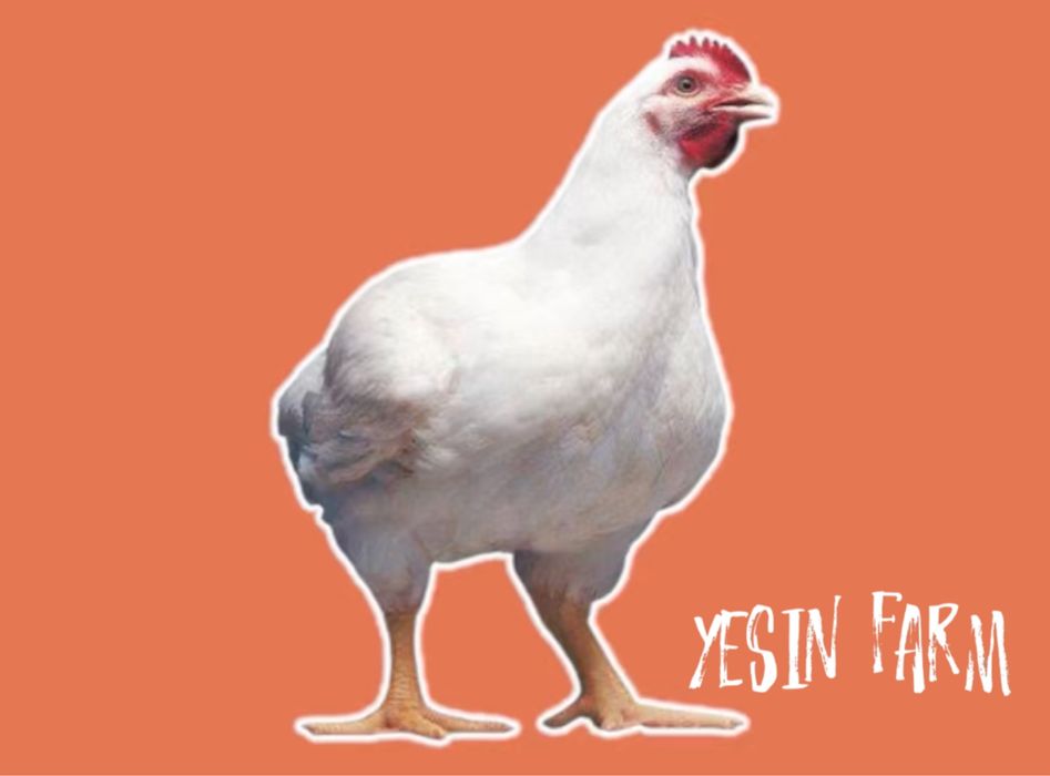 Бройлерные яйца инкубационные РОСС 308 — качественный вывод