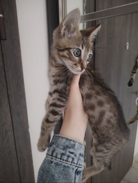 Грижа за домашни любимци