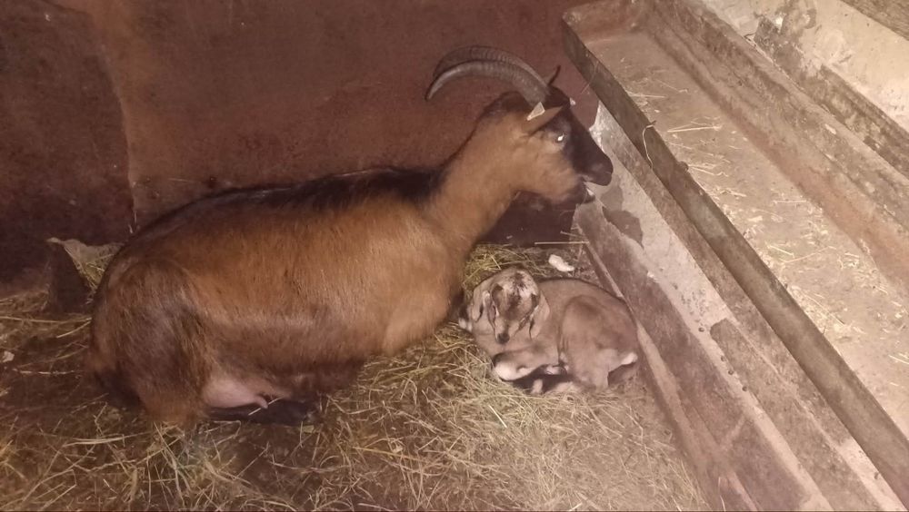 Vând căpriță cu ieduț