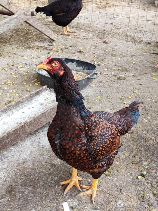 Vănd ouă de incubat din rasa Uriasi combatantă