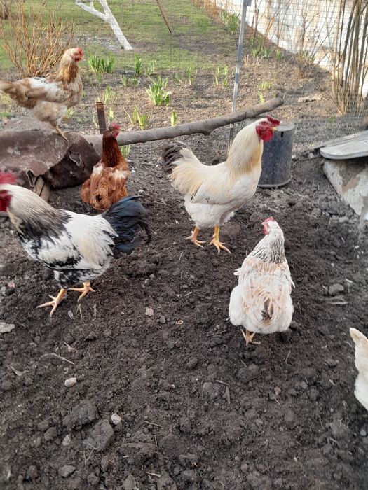 Петухи домашние .