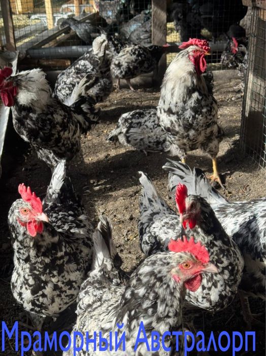 Инкубационное яйцо !