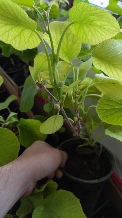 Разсад киви хеуард , тамури, еднополово К1, жълто и алисон