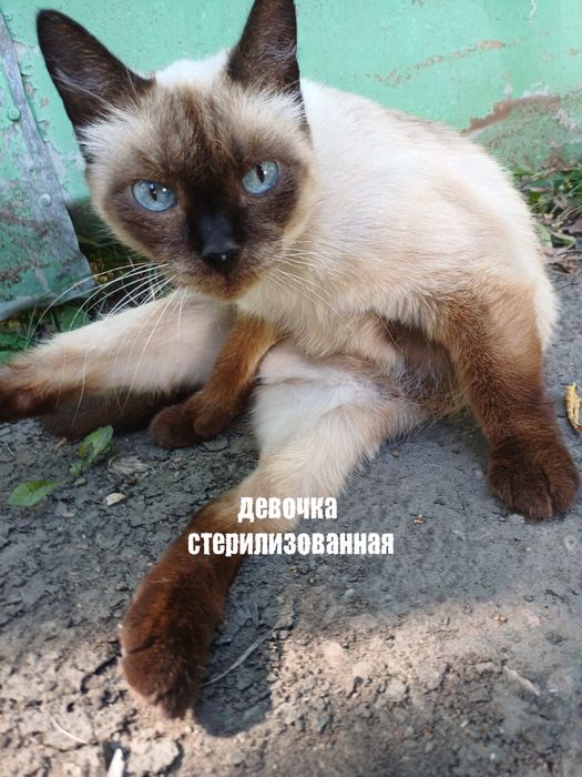 Отдам кошек в добрые руки