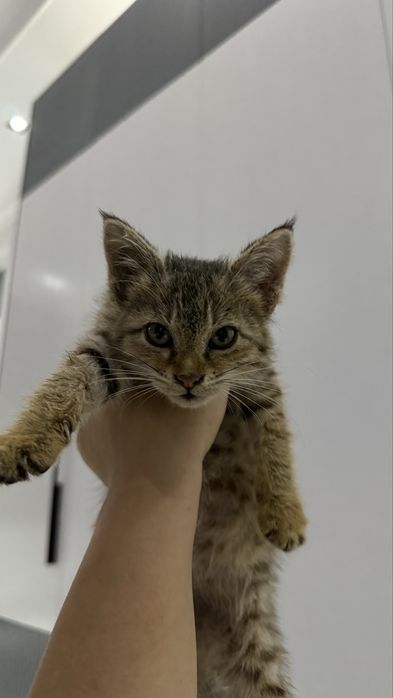 Ищем дом котенку