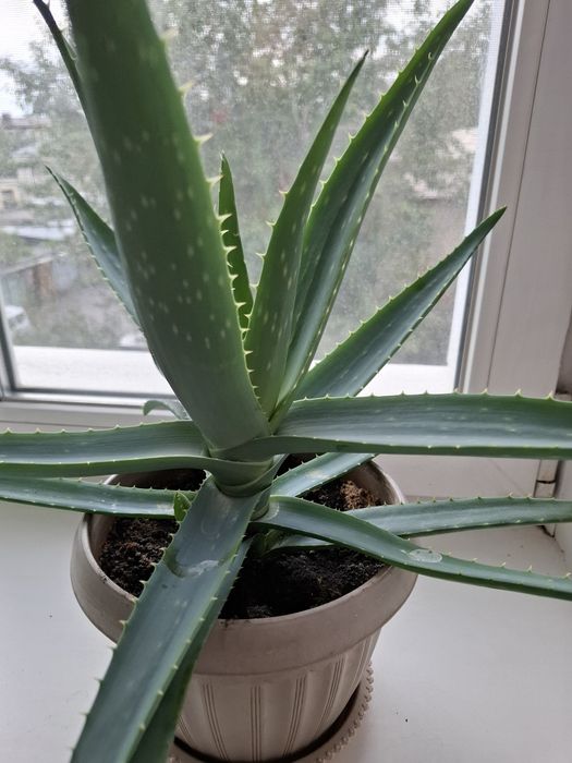 Продам алое вера возраст 3 года