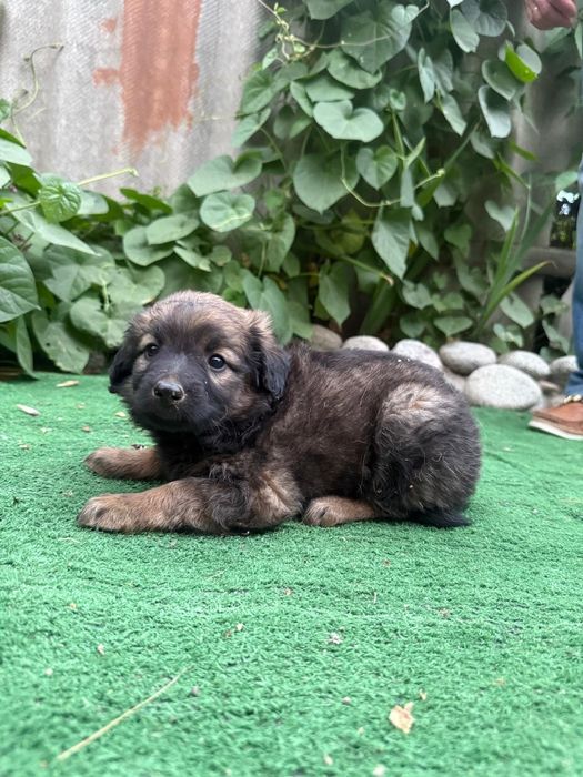 Отдам щенков в хорошие руки.