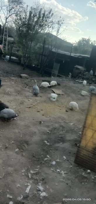 Инкубационые яйца цесарок.