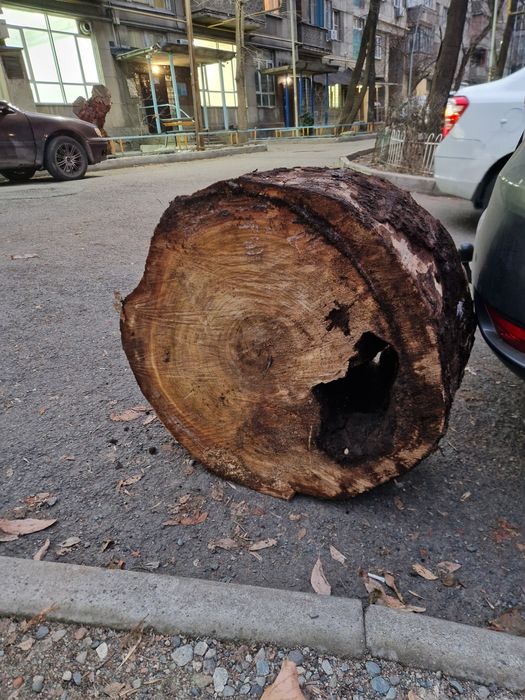 Слэб тополя большой