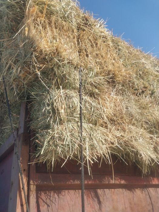 Шөп рознотровия мелки зелёный