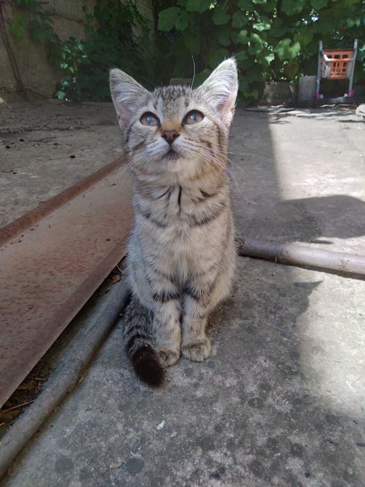 Котенок в добрые руки (мальчик)
