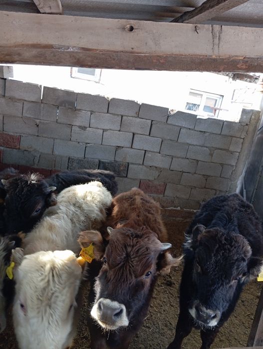 Продам бычков домашних