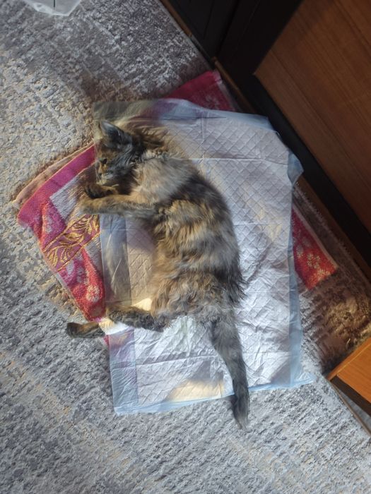 Кошка отдам в хорошие руки