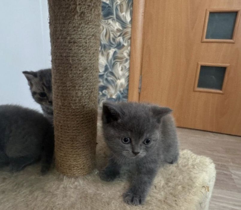 Британские котята