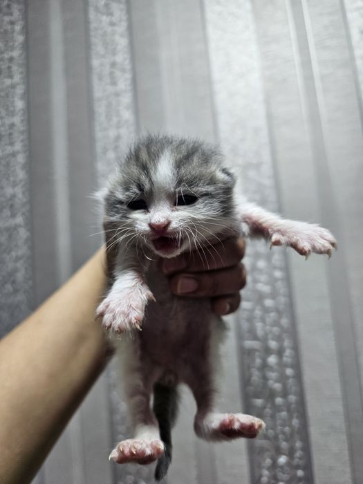 Отдам котят, мальчишки