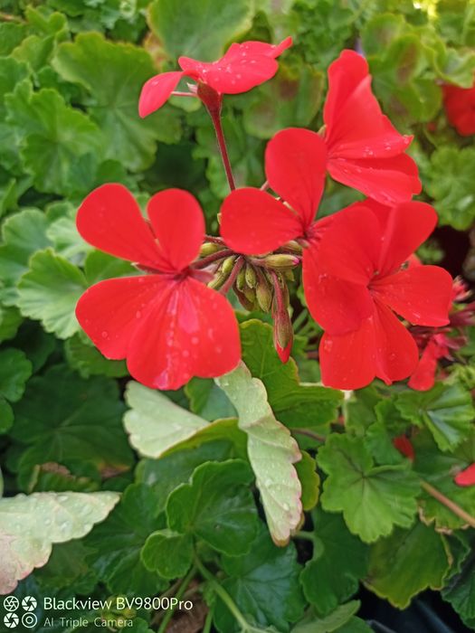 Герань, комнатные цветы