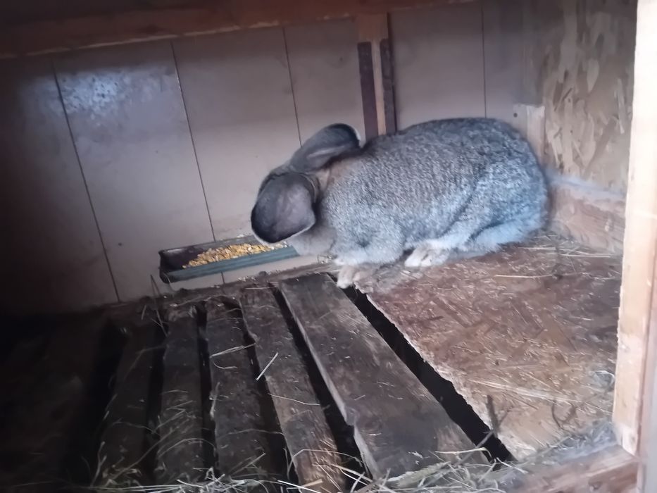Vând cușca pt iepuri și iepuri masculi și femele.
