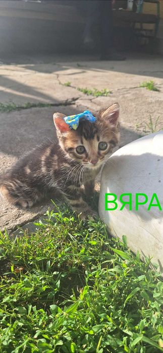 Подаряват се котенца