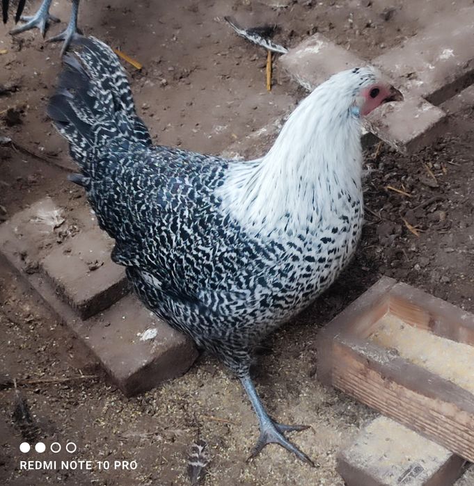 Разплодни яйца от Вествалска кокошка