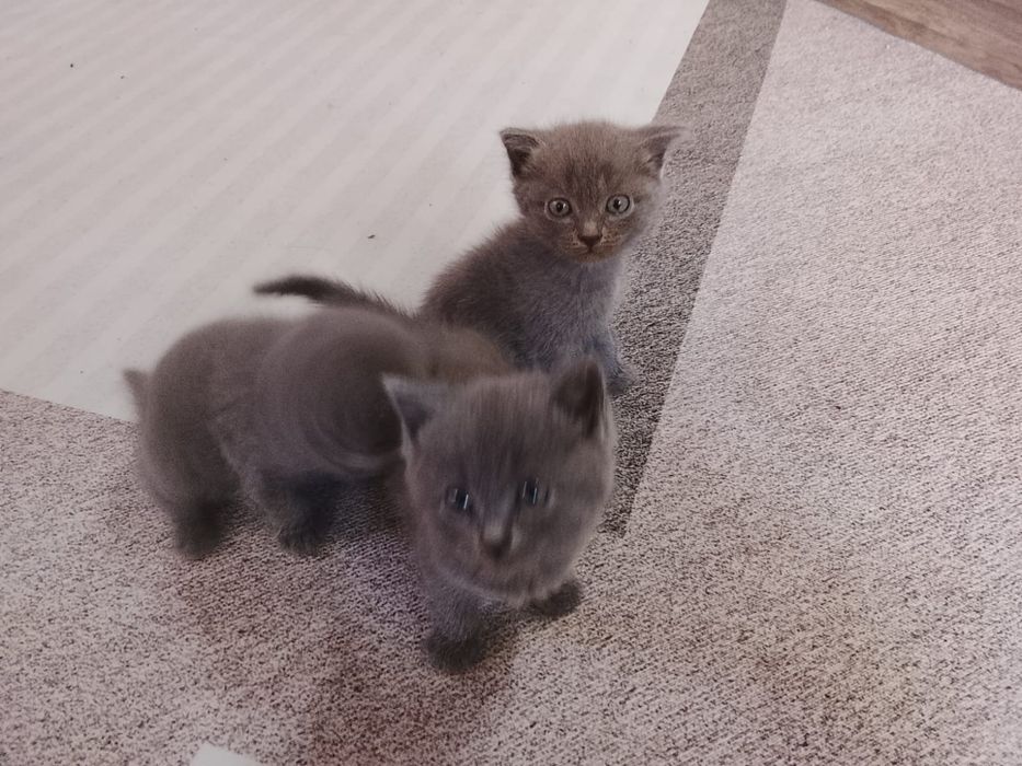 Отдам котят шотландских