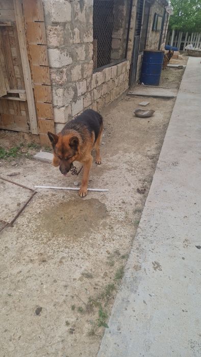 немецкая овчарка