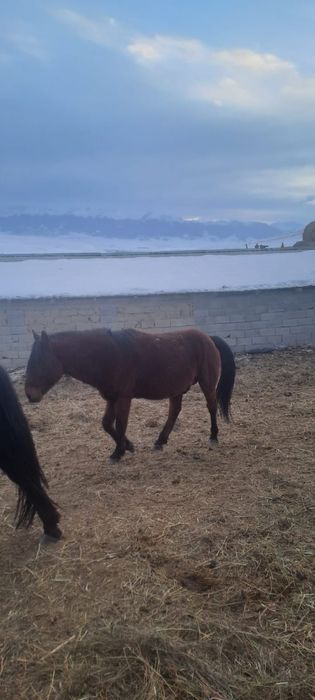 Продается очень мощный жеребец.  Порода жабы.