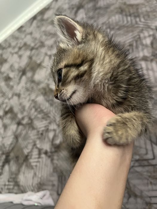 Кошка маленкая горантия нету