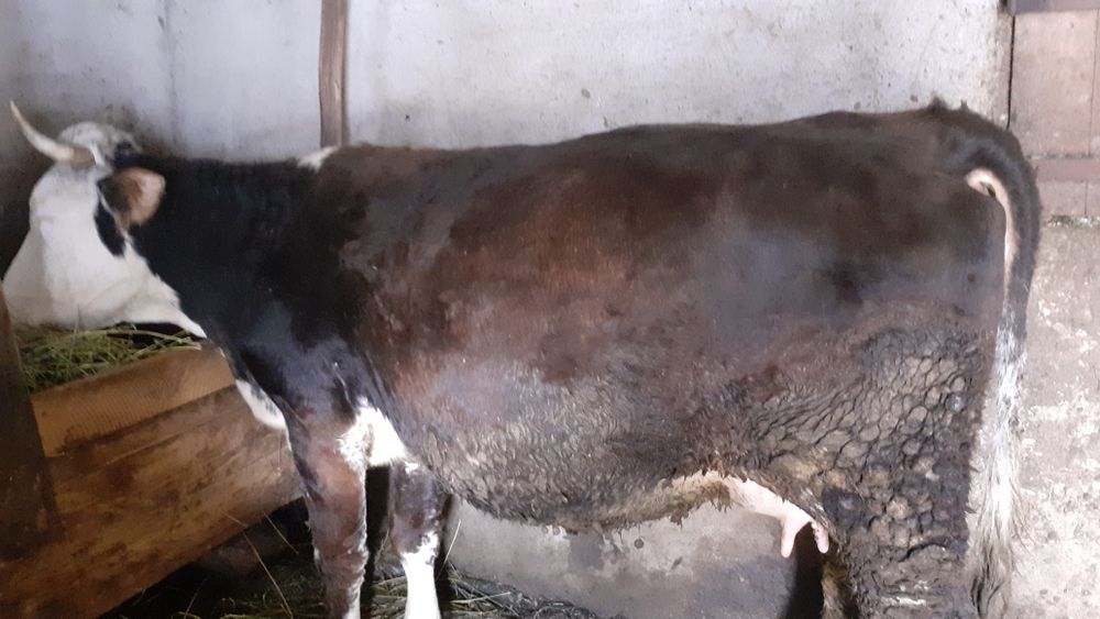 Vind vacă comuna Mera județul Vrancea detalii  0769531731