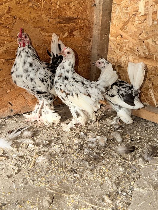 Familie 2+1 găinușe pitice