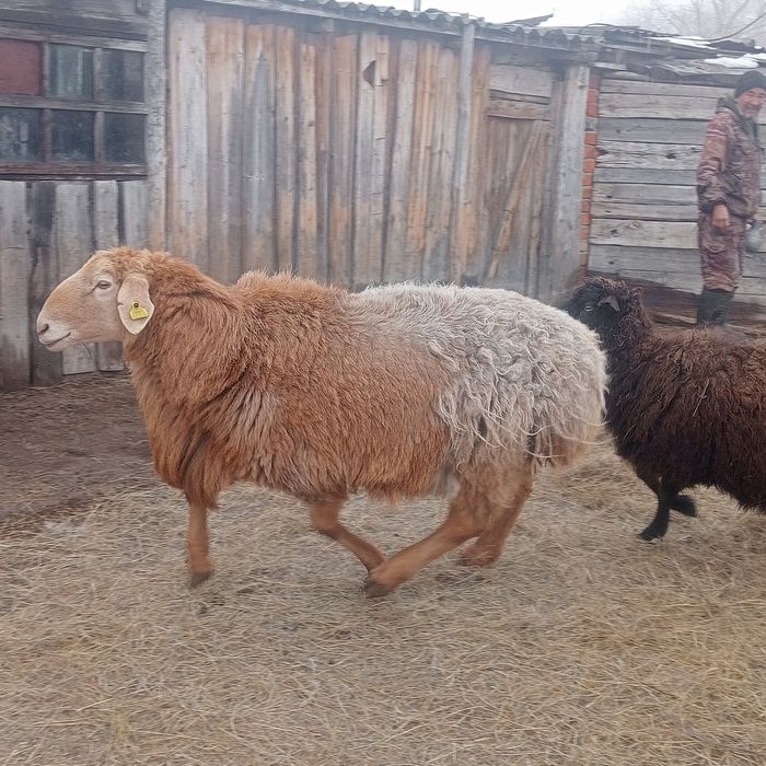 Арашан қошқар сатамын