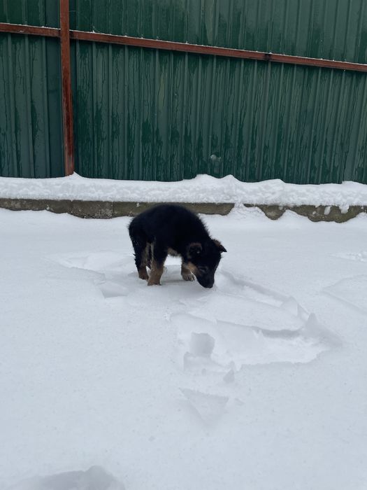 Щенок овчарки, немецкая овчарка