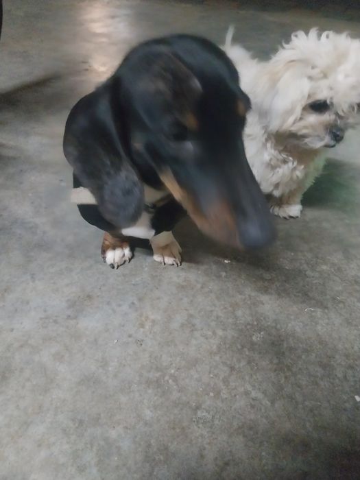 Vând iepuri uriaș albastru