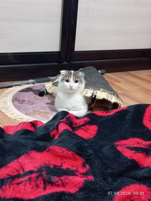 Котик ищет любящую семью