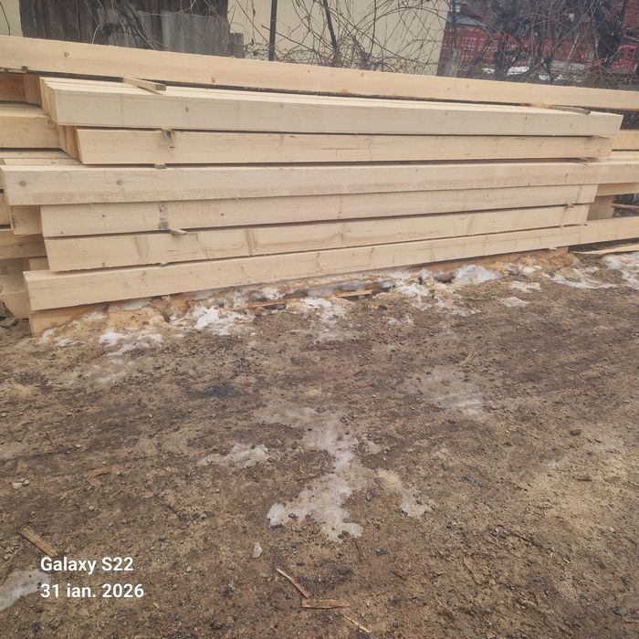 CHERESTEA Rășinoase    Molid  / Brad