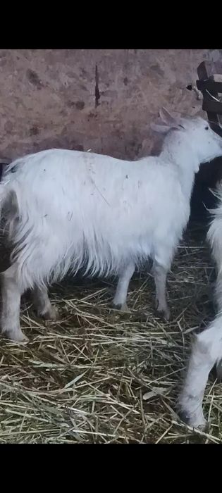 Vand iada iese acum cu ied