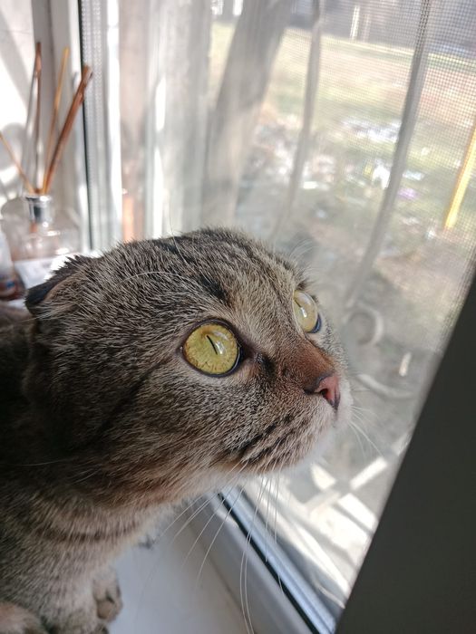 Отдам веслоухого кота