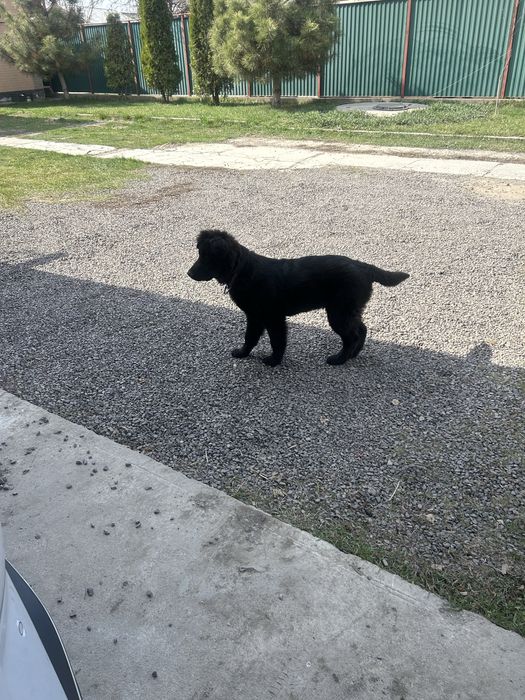 Щеночек лабрадор