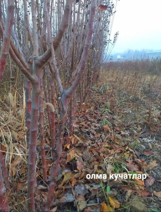 Мевали дарахтлар кучатлари