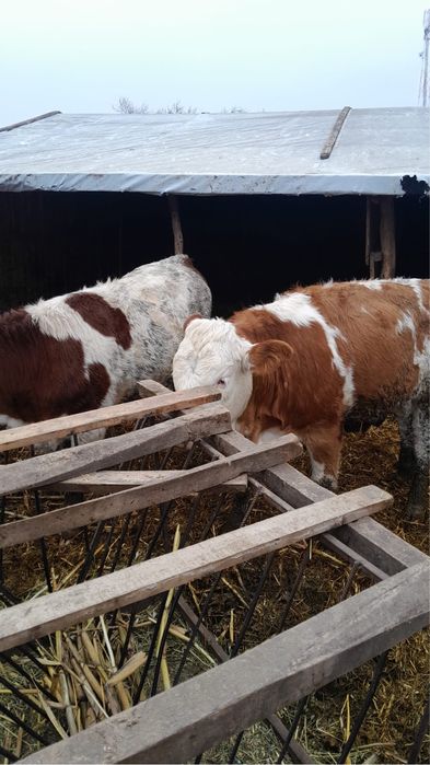 Vand tauri baltata romaneasca