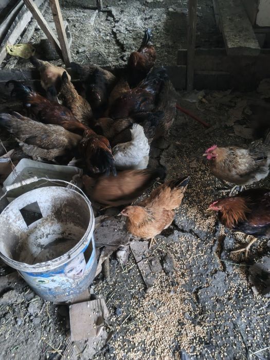 Продам куреи кученских