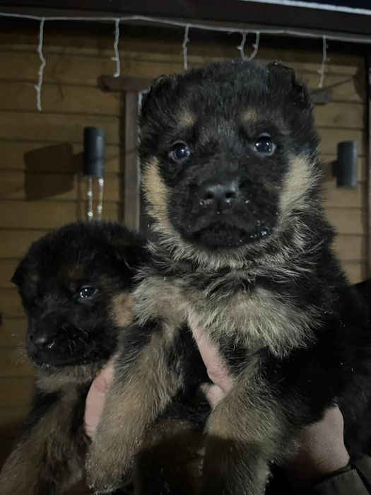 Щенки немецкой овчарки