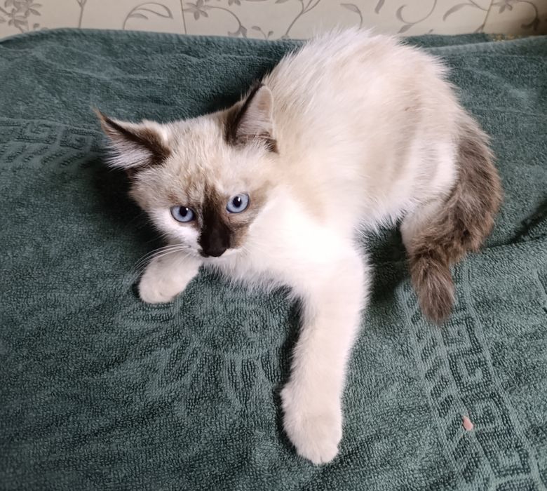 Отдам в добрые руки котят